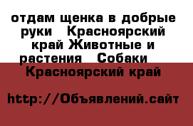 отдам щенка в добрые руки - Красноярский край Животные и растения » Собаки   . Красноярский край